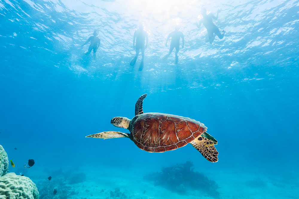 Snorkelling with turtles at Low Isles.