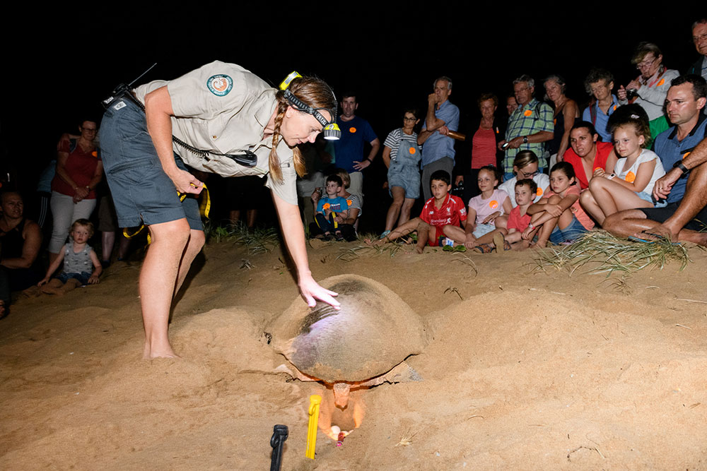 A turtle lays eggs at Mon Repos.