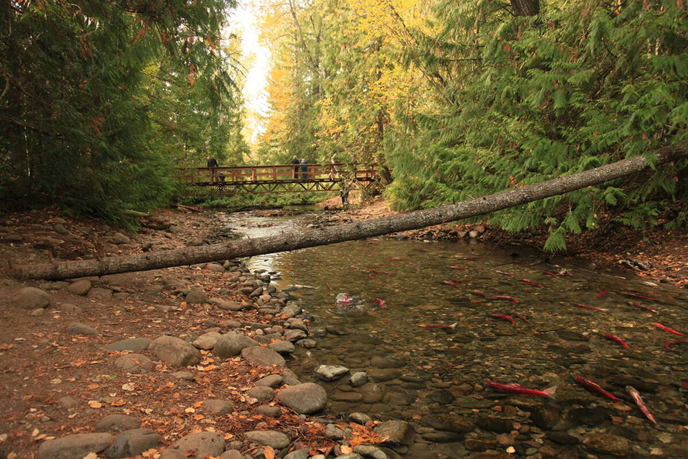 Sockeye salmon in Adams River, British Columbia.