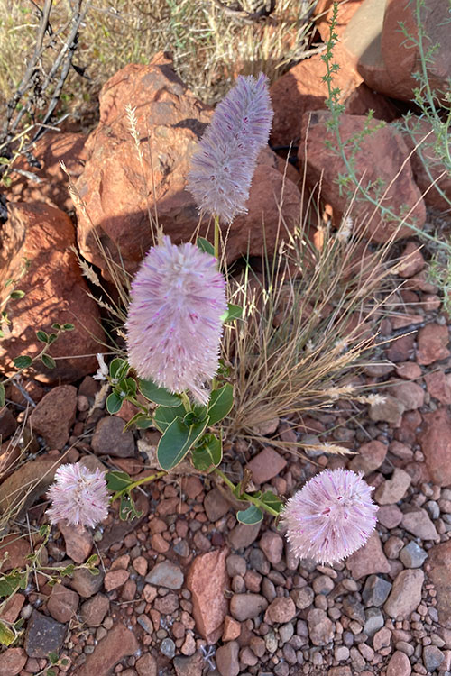 Wild flowers in the Valley of the Winds.