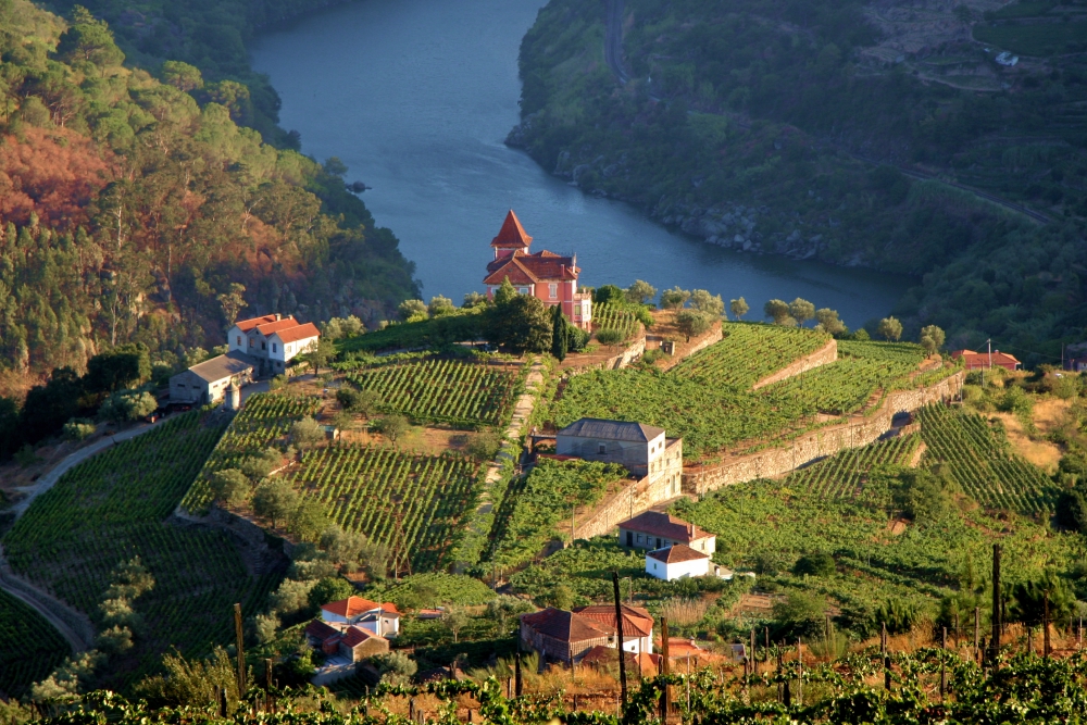 Aerial landscape view of Douro Valley terraced vineyards in Portugal