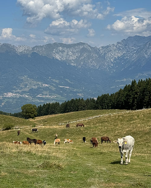 Cattle grazing in Malga Mezzomiglio meadows.