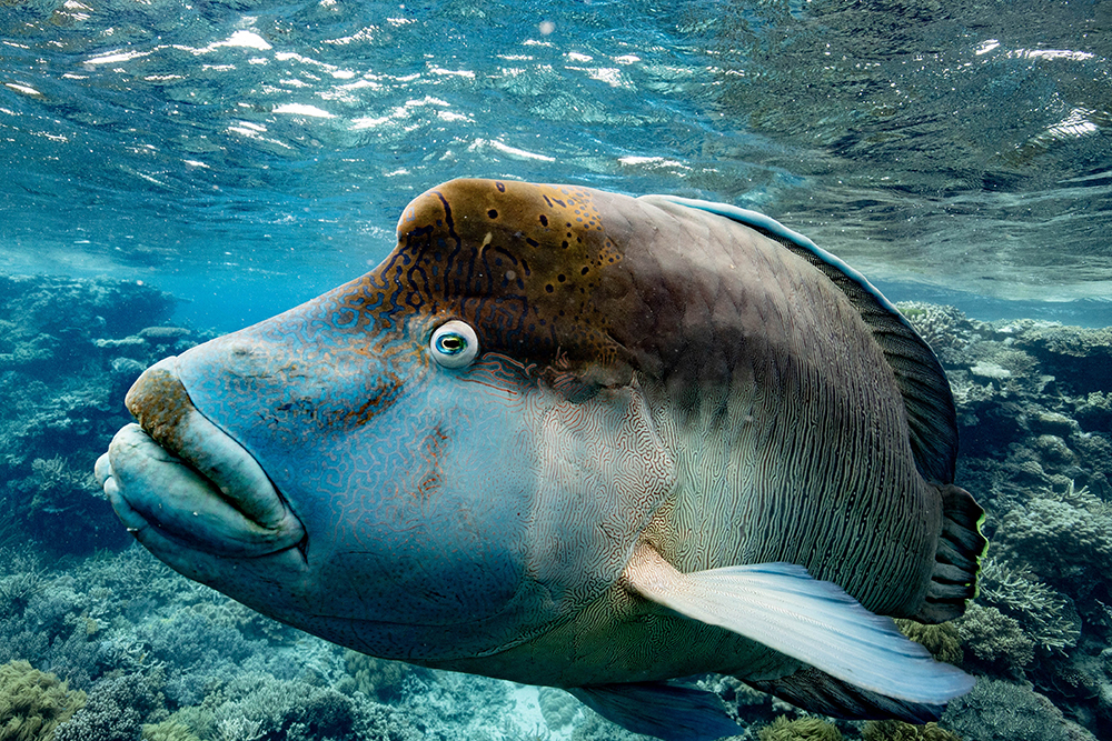 Maori wrasse swimming over coral reef on the Great Barrier Reef in Tropical North Queensland