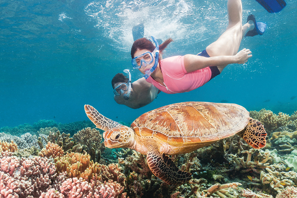 Snorkellers swimming above coral reef with sea turtle on the Great Barrier Reef in Queensland
