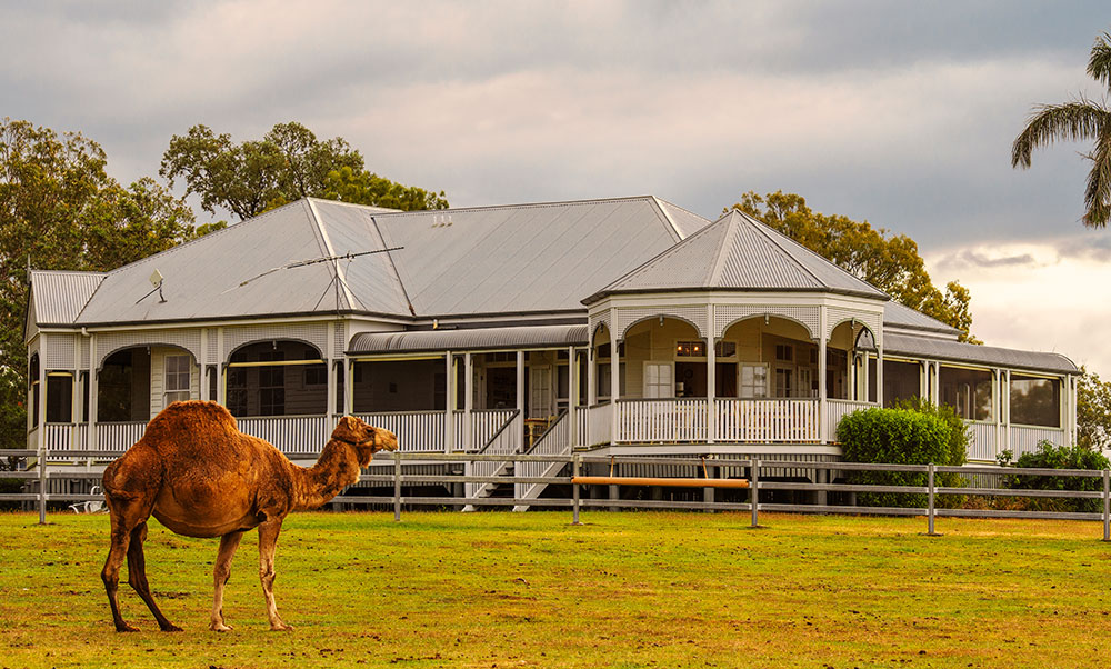 Summer Land Camels.