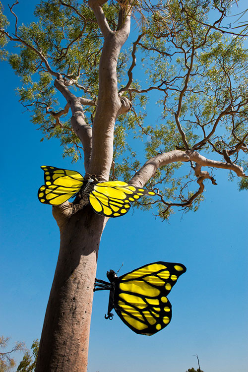 Butterflies on a tree on the Lake Dunn Sculpture Trail.