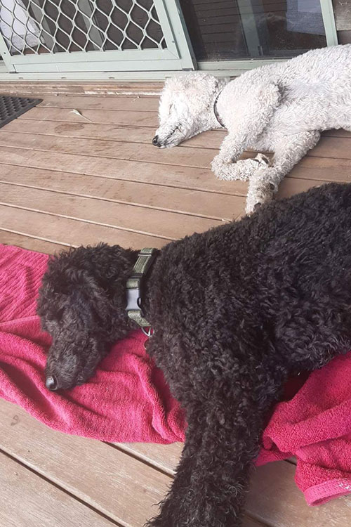 Poodles having a sleep after Nanango road trip.