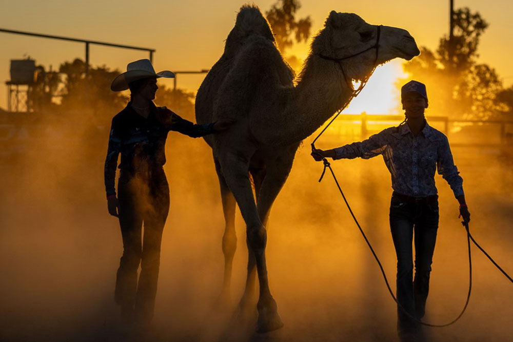 A camel and two girls in front of the setting sun at the Boulia camel races.
