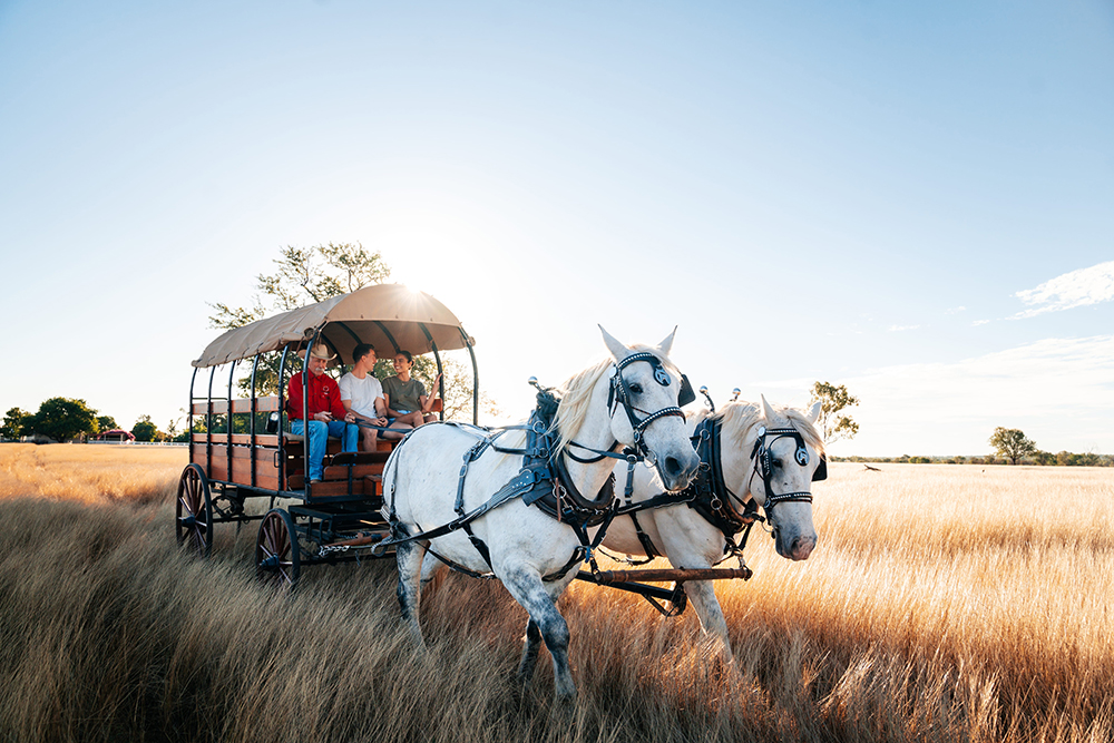 Texas Longhorn Tours.