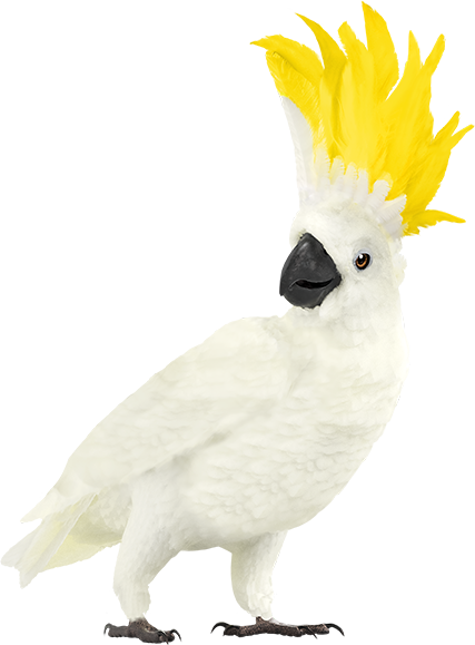 Spotto cockatoo