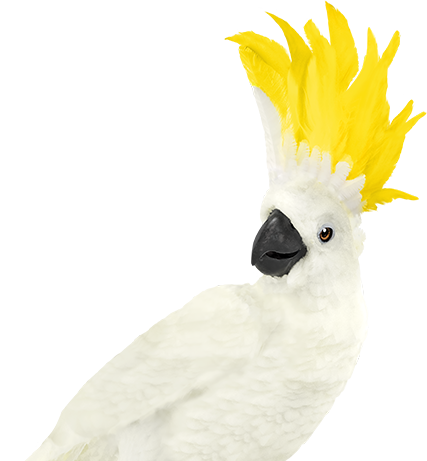 Spotto cockatoo