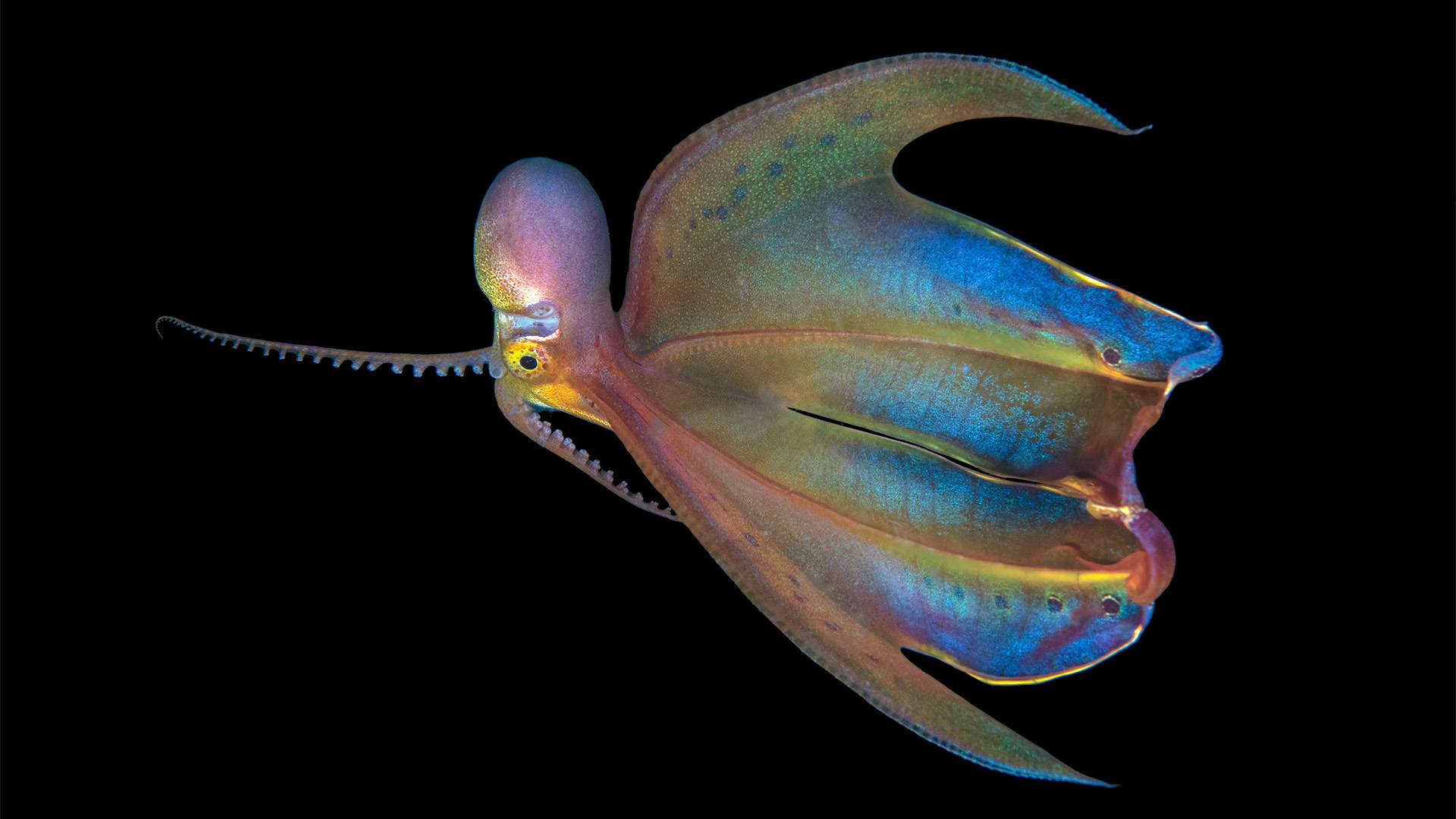 Blanket Octopus