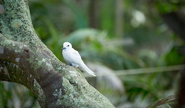 A white tern perched on a tree on Lord Howe Island